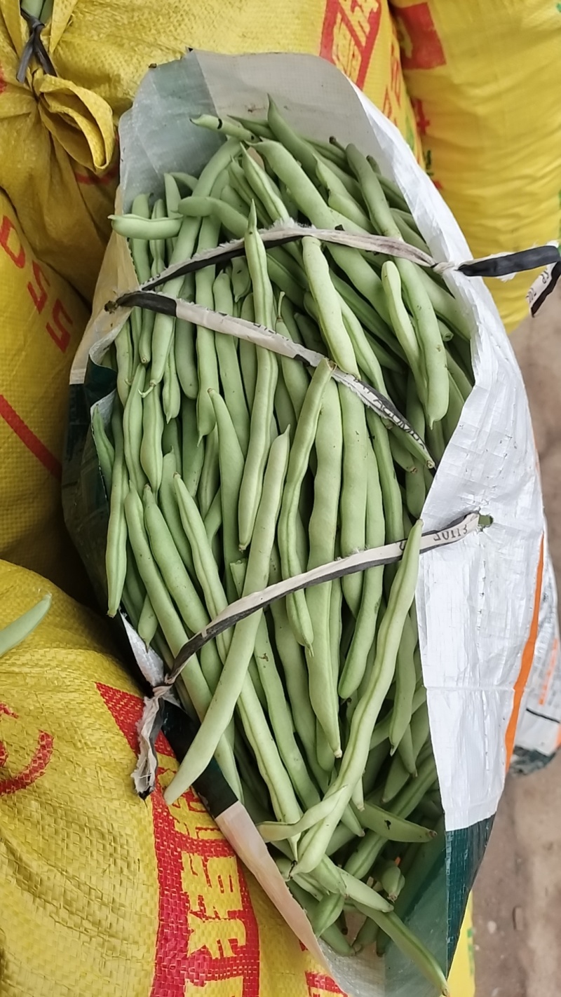 广西南宁横县四季豆大量上市支持市场货电商货欢迎定购