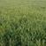 900亩小麦(软质)，5月10号左右收割，找采购商面议，