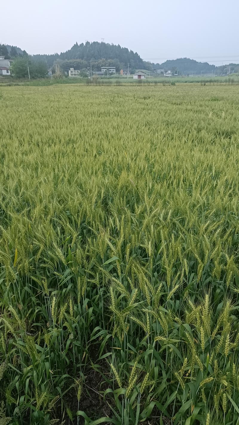 900亩小麦(软质)，5月10号左右收割，找采购商面议，