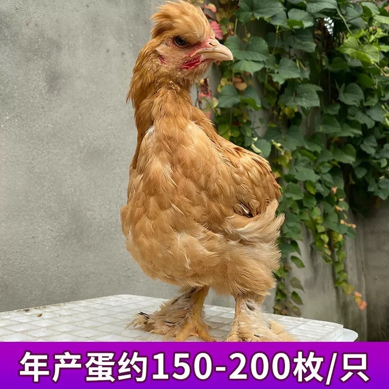 油鸡苗包防疫包运输包成活率货到满意诚信服务