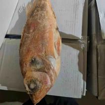 红鱼，500-700克/条，特价4000元/吨