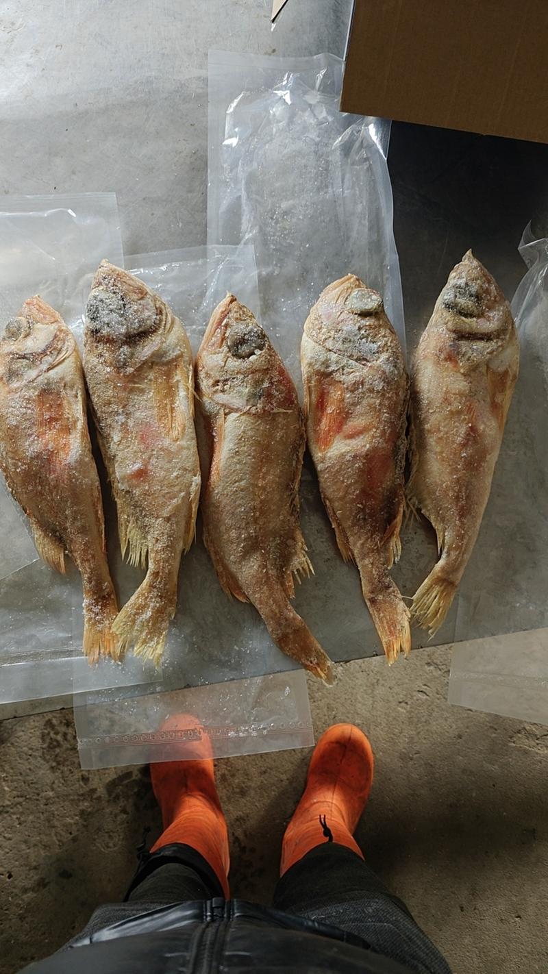 红鱼，500-700克/条，特价4000元/吨