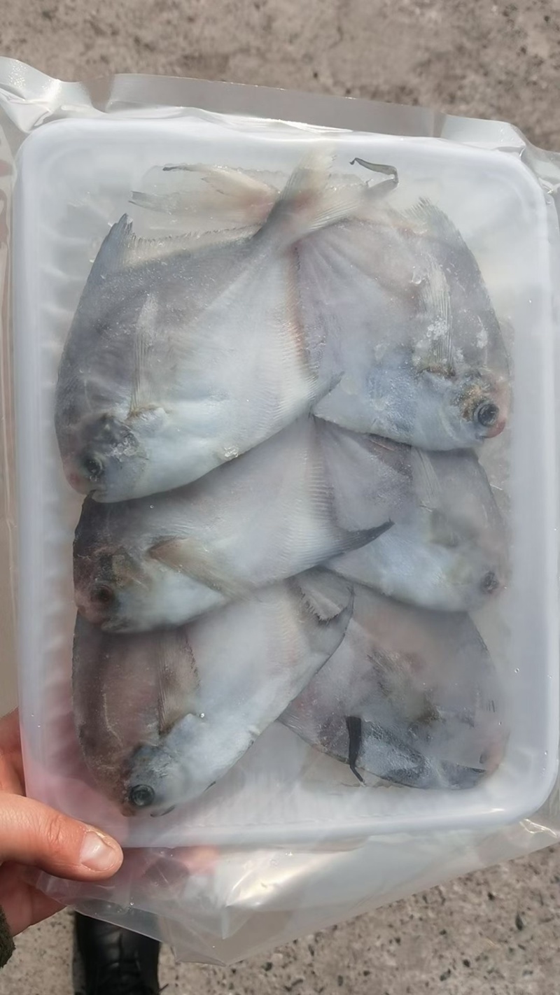 鲳鱼，6条/盘，现货