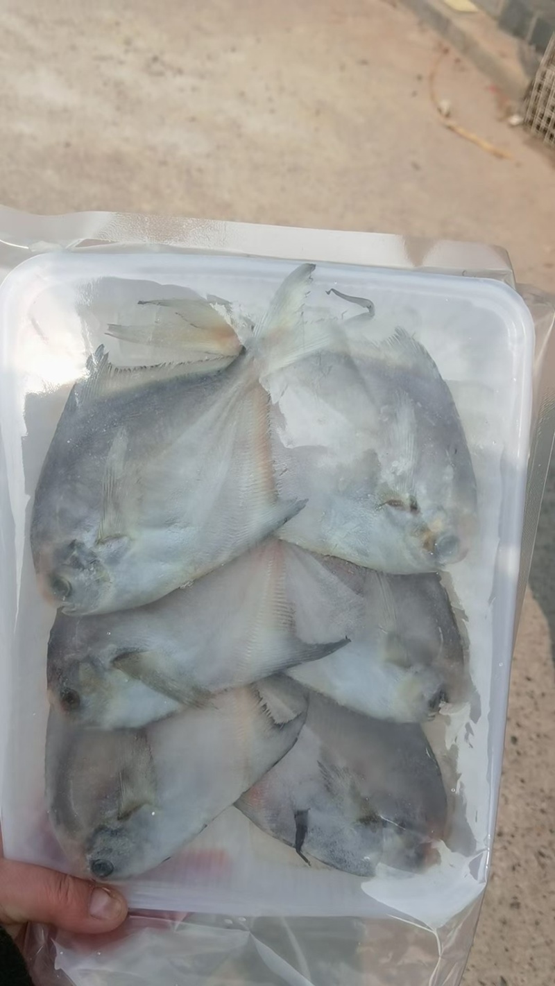 鲳鱼，6条/盘，现货