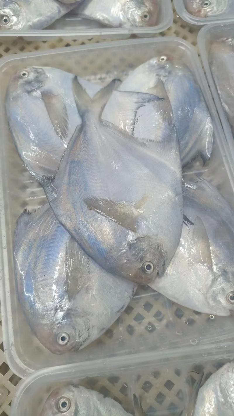 鲳鱼，6条/盘，现货