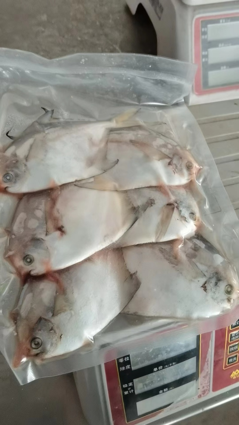 鲳鱼，6条/盘，现货