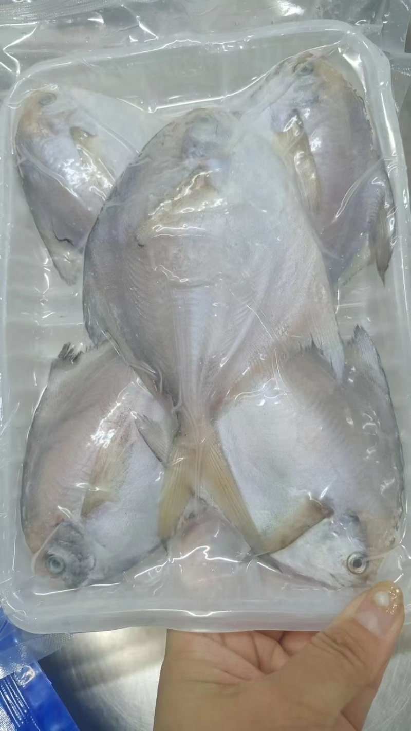 鲳鱼，6条/盘，现货