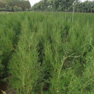侧柏精品侧柏苗规格齐全基地直发质量保证欢迎选购