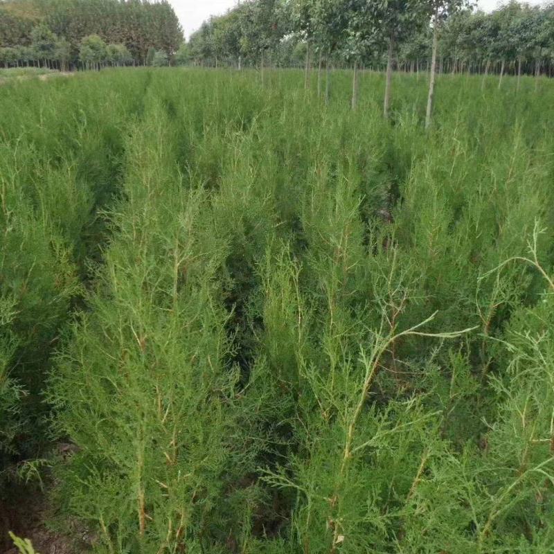 侧柏精品侧柏苗规格齐全基地直发质量保证欢迎选购