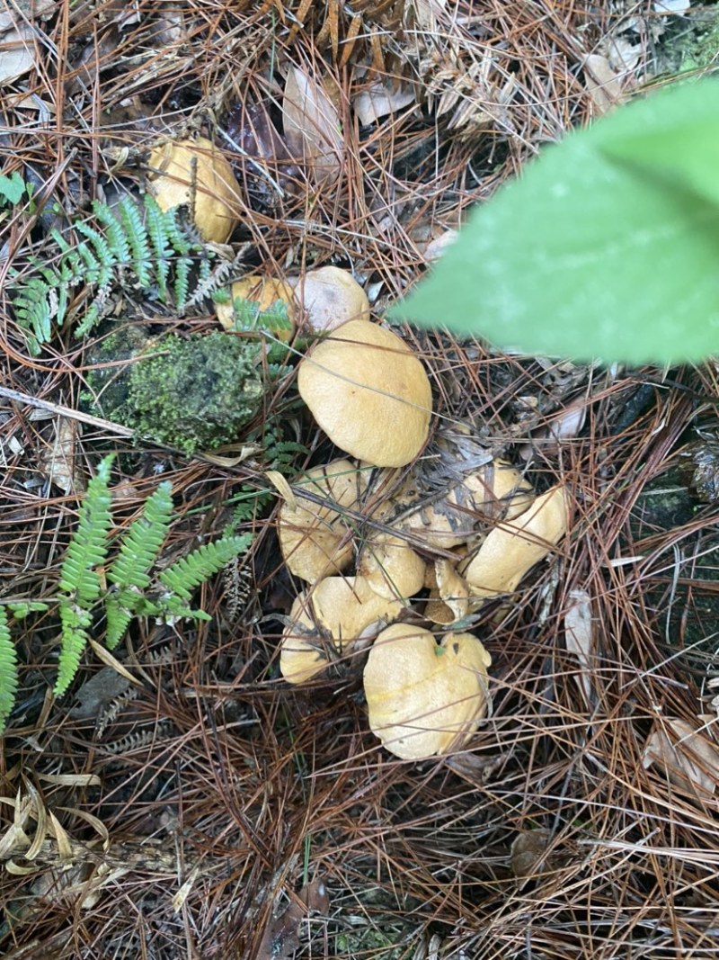 野生枞树菌