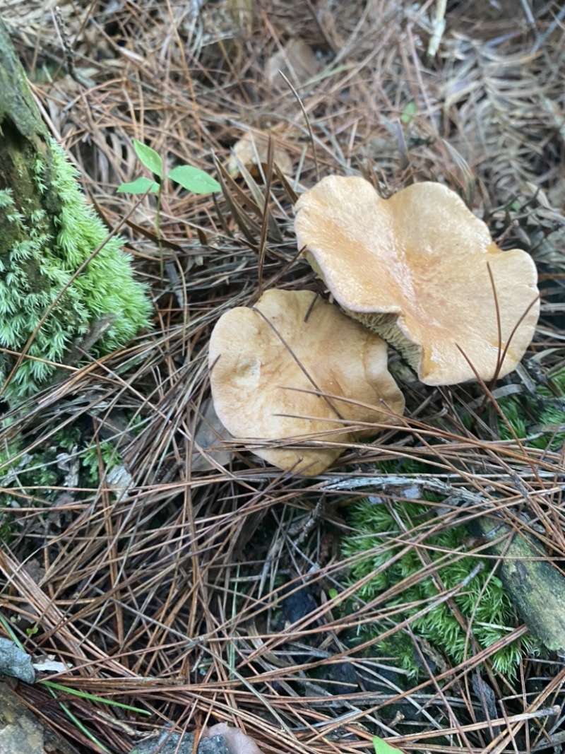 野生枞树菌