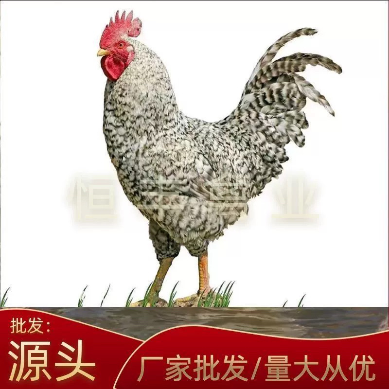 《精选》芦花鸡苗包防疫包运输包成活率货到满意付款诚信服务