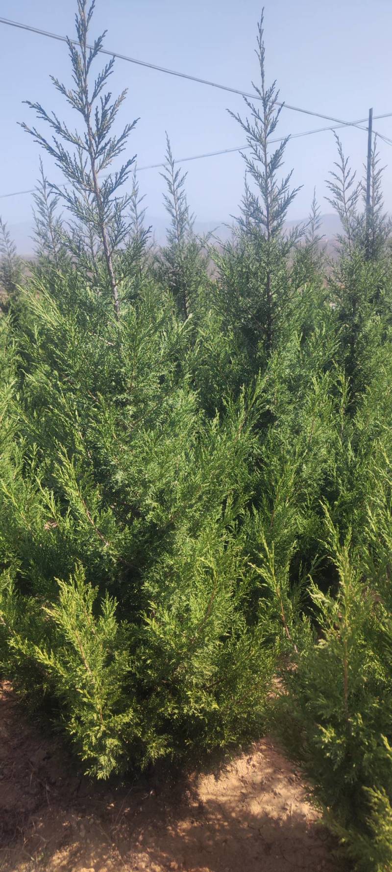 侧柏精品侧柏苗规格齐全基地直发质量保证欢迎选购