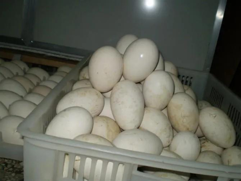 三花鹅种蛋杂交鹅种蛋狮头种蛋灰鹅种蛋食用蛋