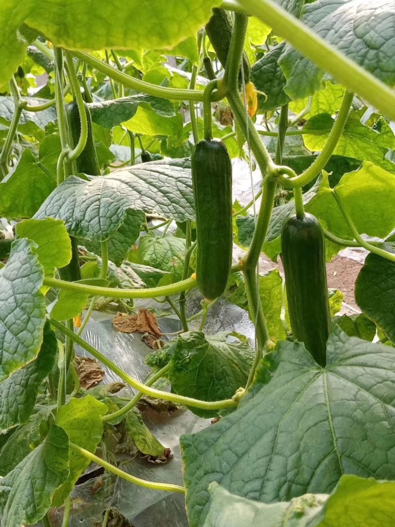 水果黄瓜各种规格提供包装一件代发全国发货包售后坏瓜包赔