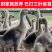 《狮头鹅苗》包防疫包运输包成活率货到满意付款诚信服务