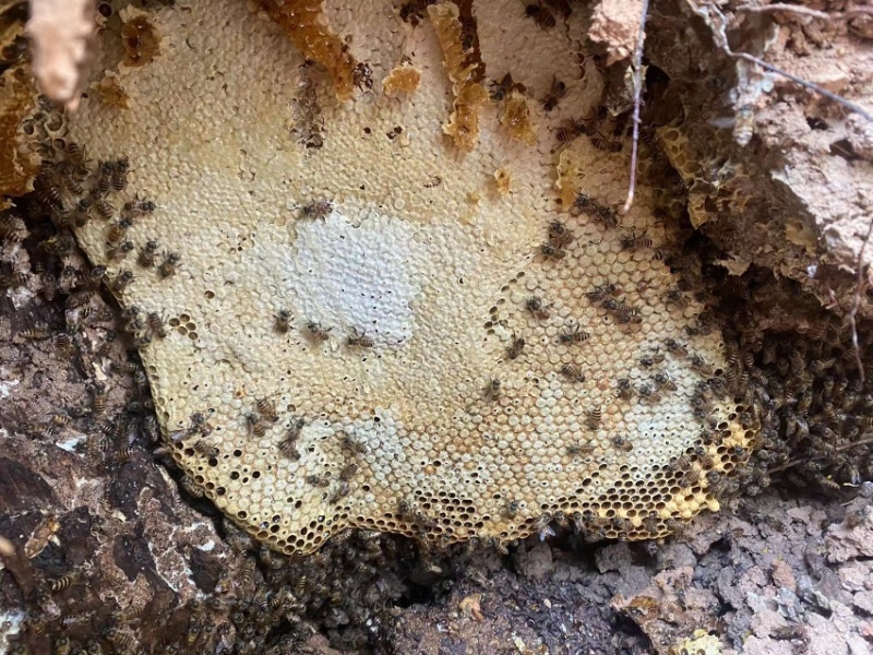 热带雨林纯野生蜂蜜