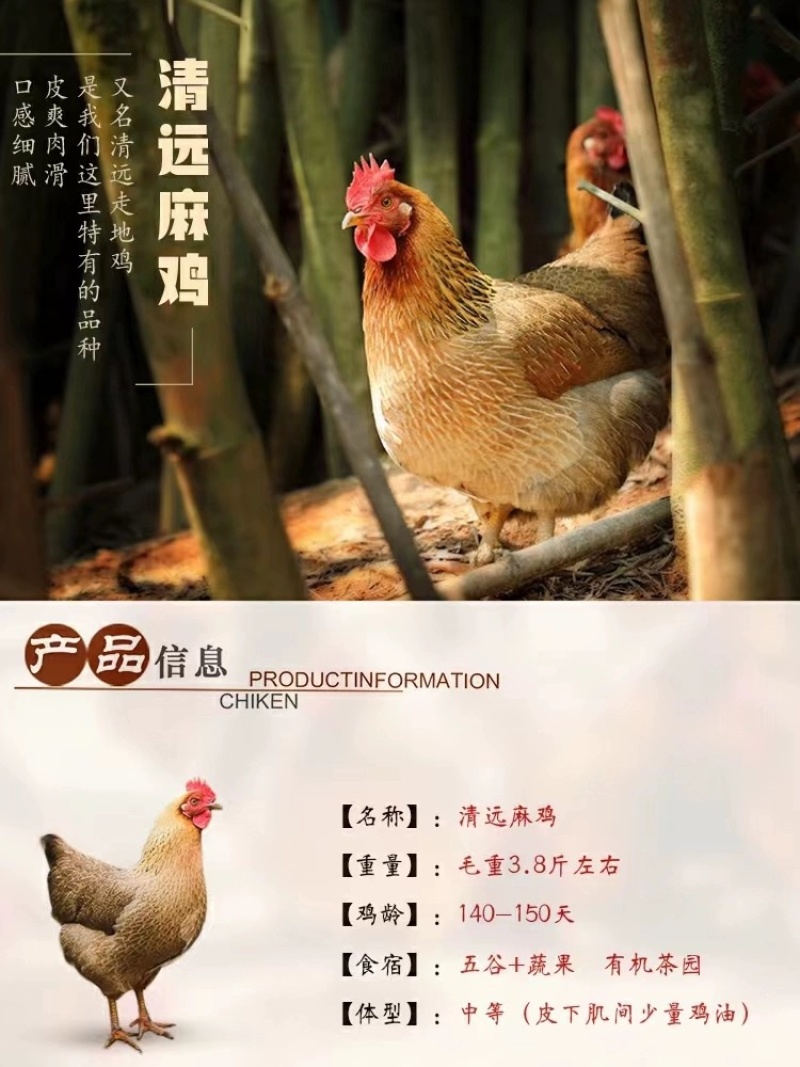 《精选》麻鸡苗包防疫包运输包成活率货到满意付款诚信服务