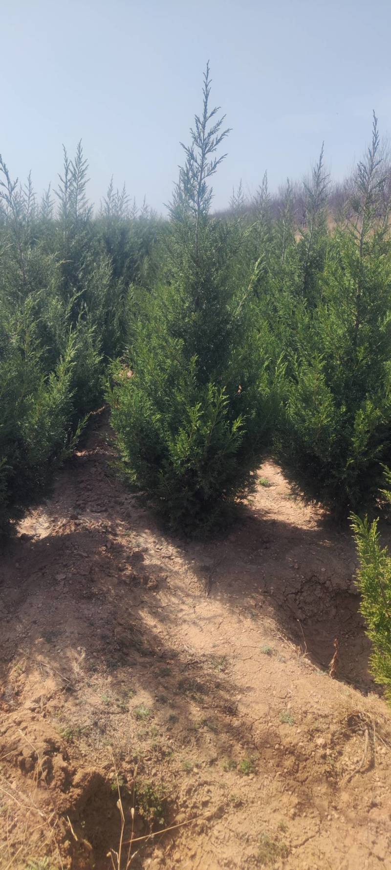 侧柏精品侧柏苗规格齐全基地直发质量保证欢迎选购