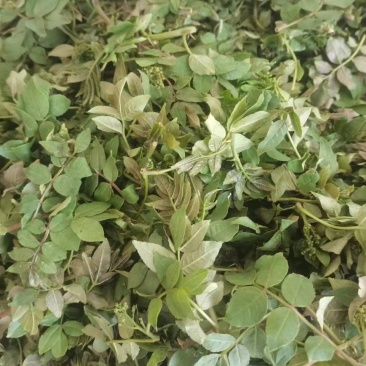 河北石家庄灵寿花椒芽