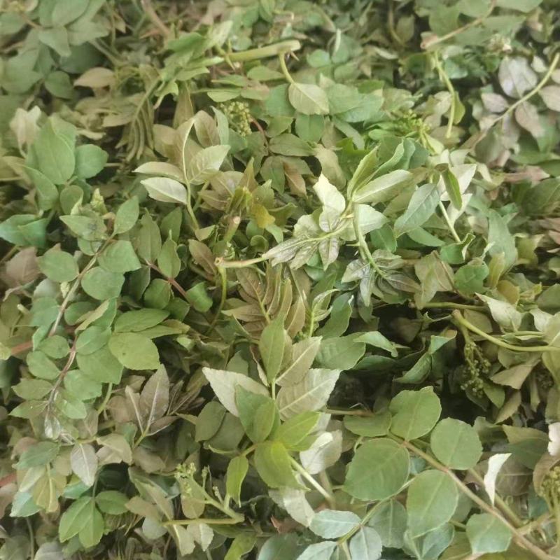 河北石家庄灵寿花椒芽