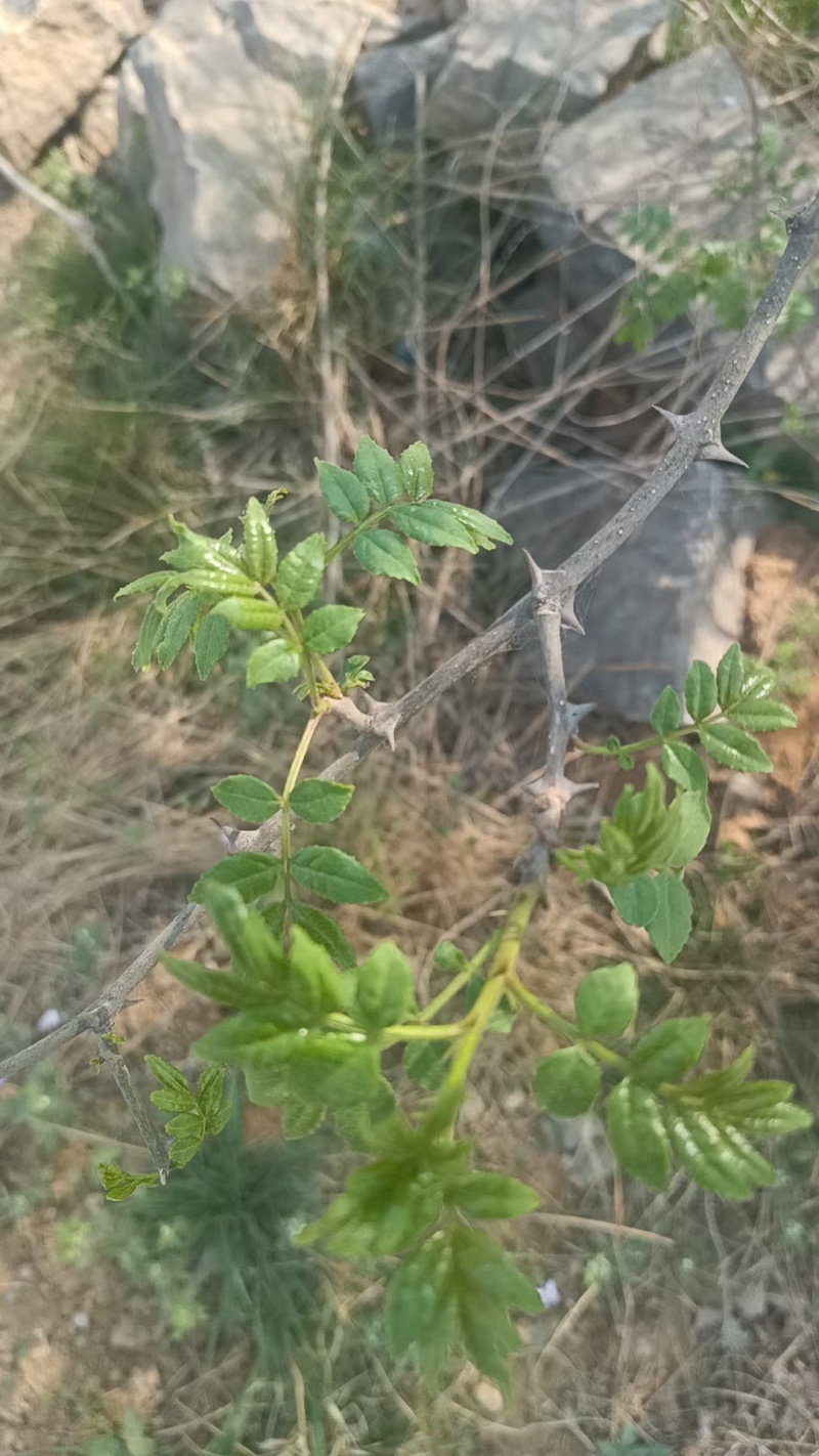 河北石家庄灵寿花椒芽