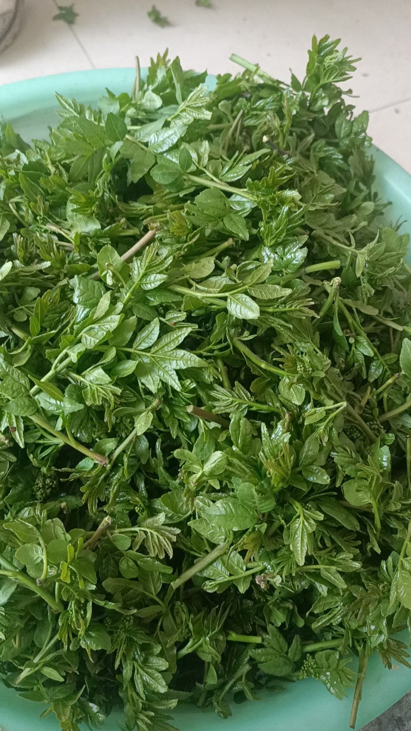 河北石家庄灵寿花椒芽