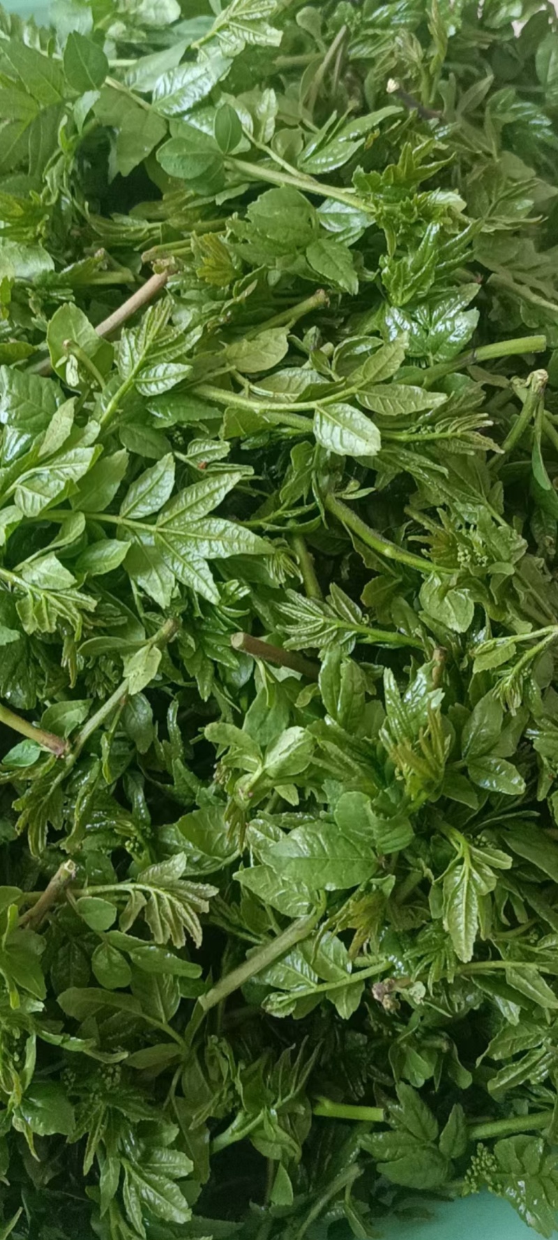河北石家庄灵寿花椒芽