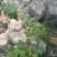 河北石家庄灵寿花椒芽