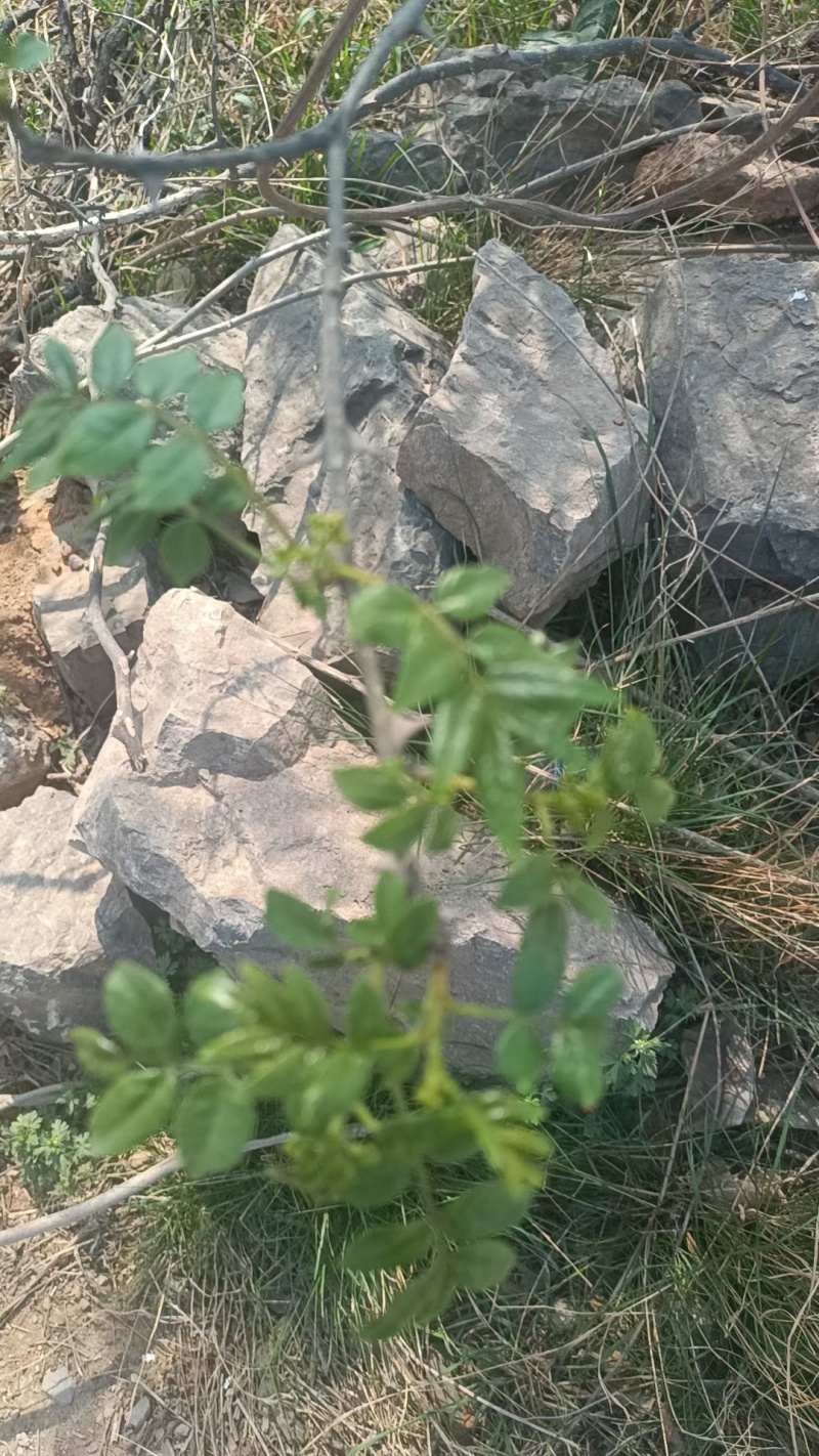河北石家庄灵寿花椒芽