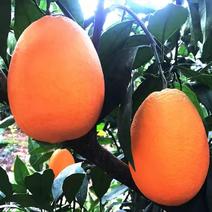 四川达州大量柳橙，果农直销，精品大果，价格实惠！