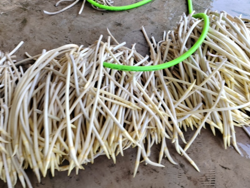 湖北莲藕藕带规格全对接电商市场商超可视频看货