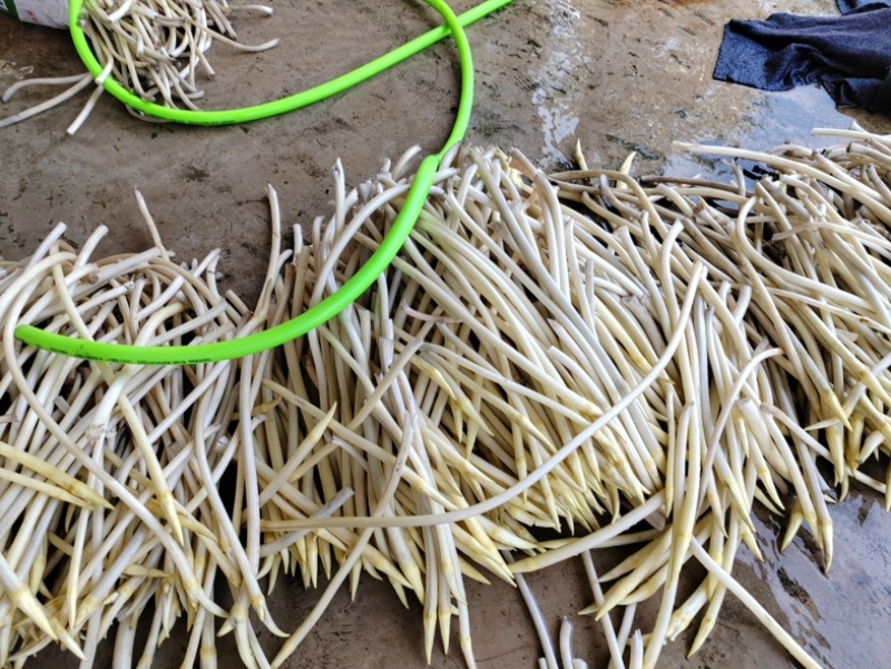 湖北莲藕藕带规格全对接电商市场商超可视频看货