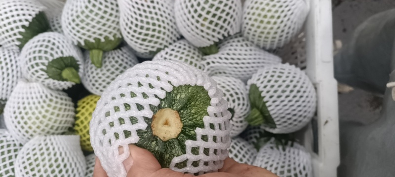 基地套袋嫩南瓜量大，好货，大量供应电商超市一手货源