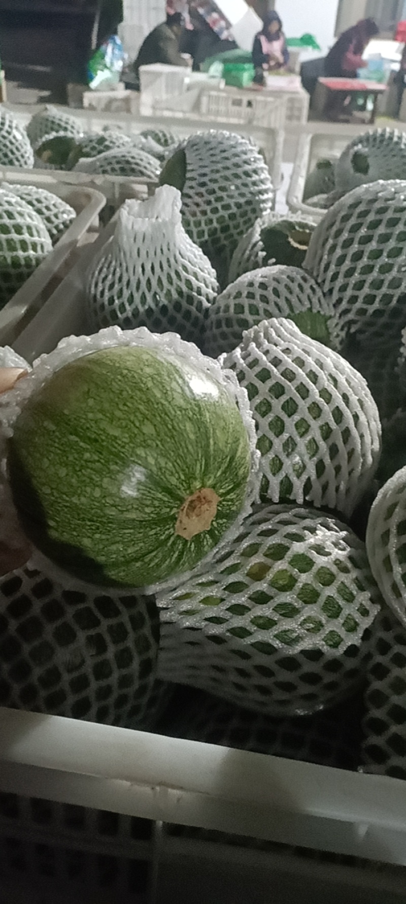 基地套袋嫩南瓜量大，好货，大量供应电商超市一手货源