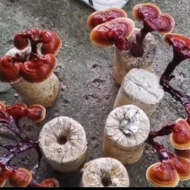 菌棒，观赏药用盆景藏灵芝菌棒包，电商铺货菌棒，需预订