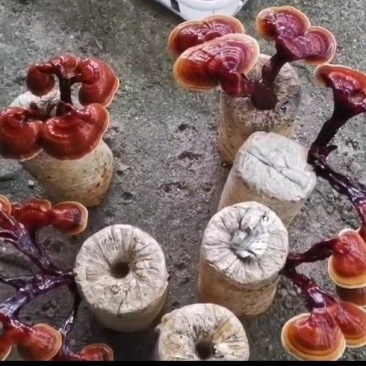 观赏药用盆景藏灵芝菌棒包，电商铺货菌棒，需预订