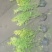 【推荐】金叶女贞球
