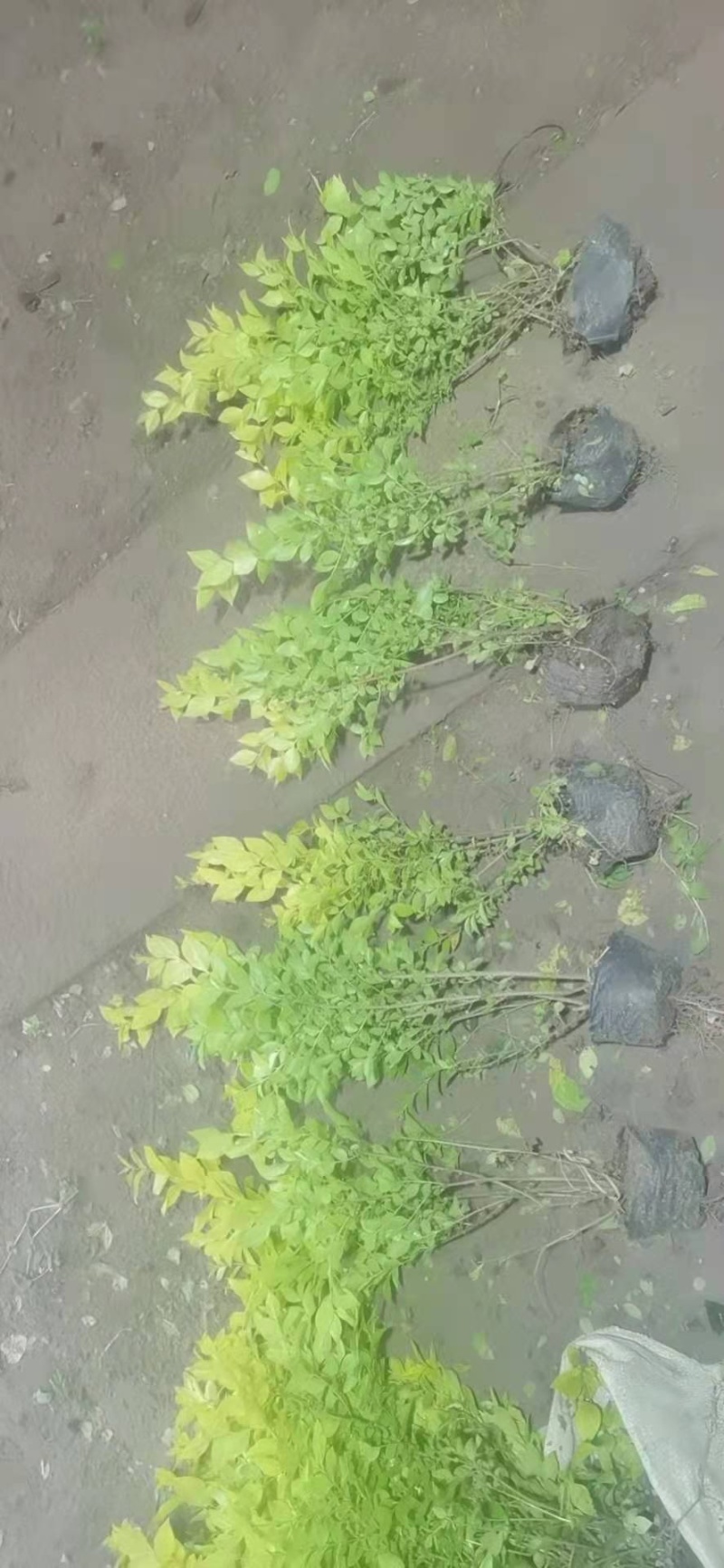 【推荐】金叶女贞球
