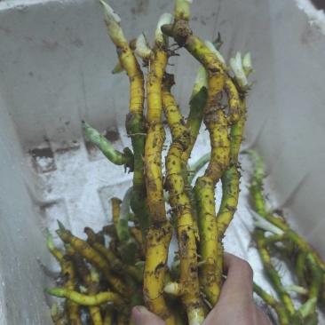 野生玉竹