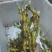 野生玉竹
