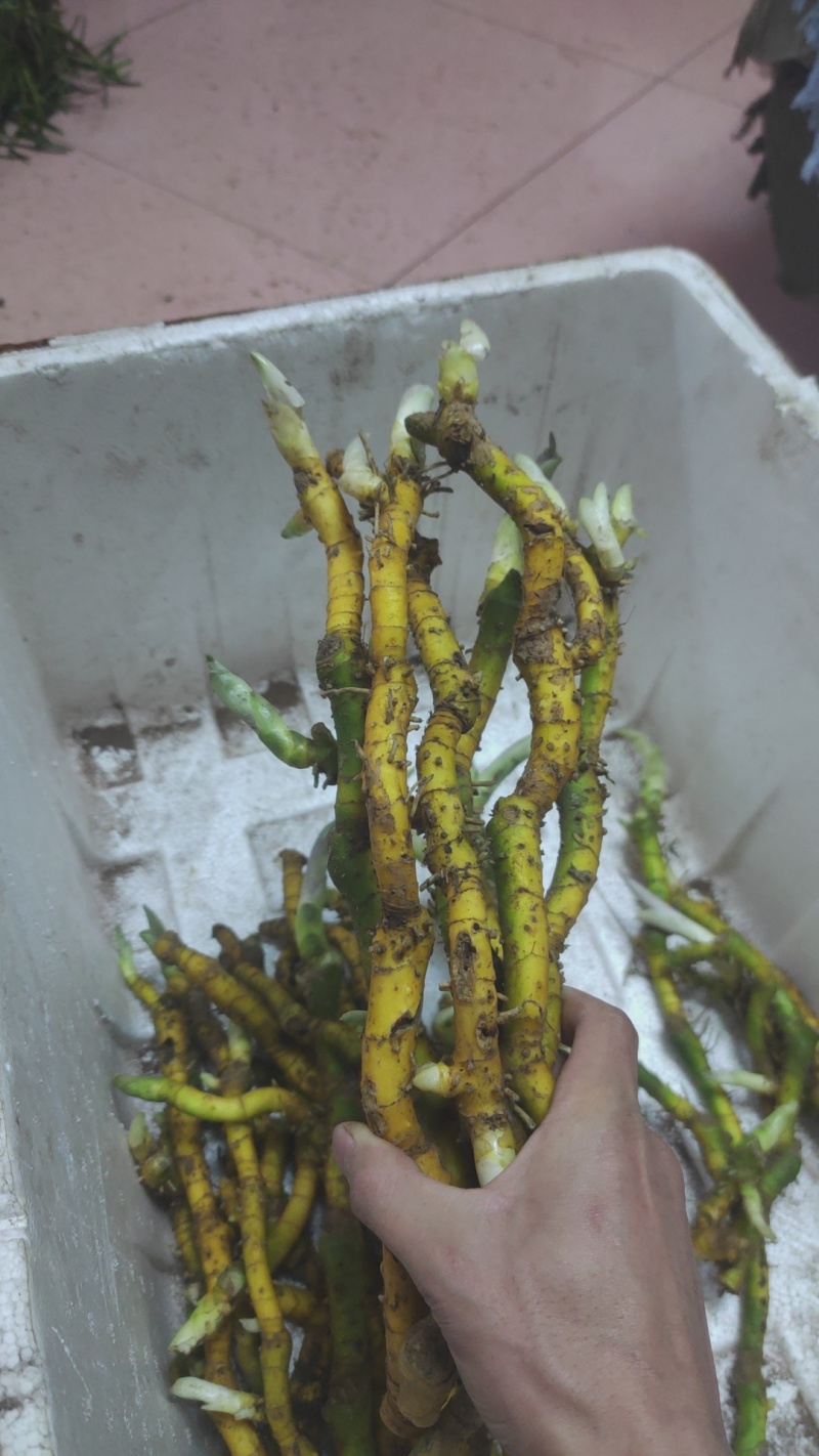 野生玉竹