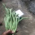 豆王，白豆