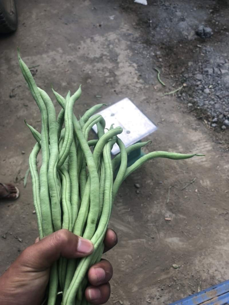 豆王，白豆