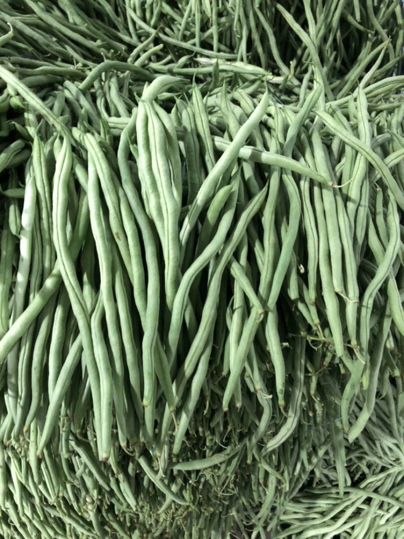 豆王，白豆