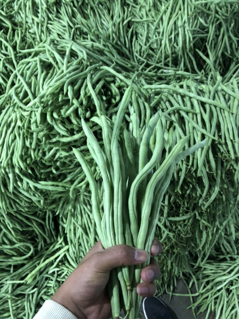 豆王，白豆