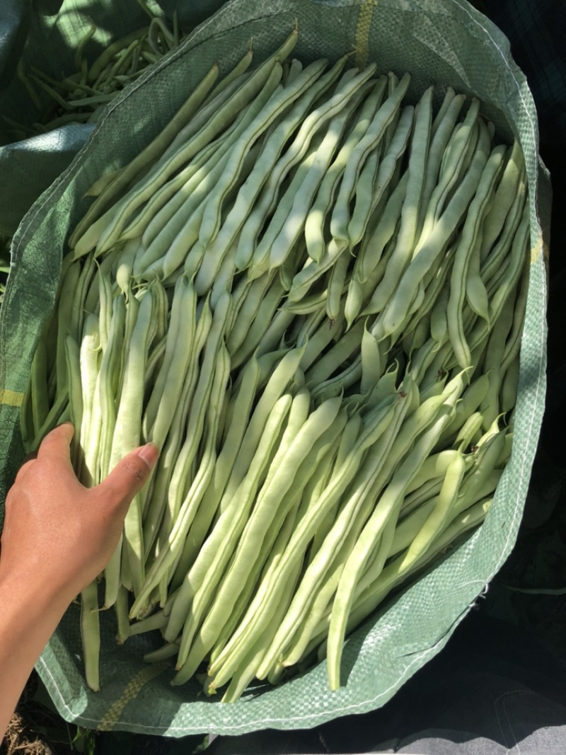 豆王，白豆