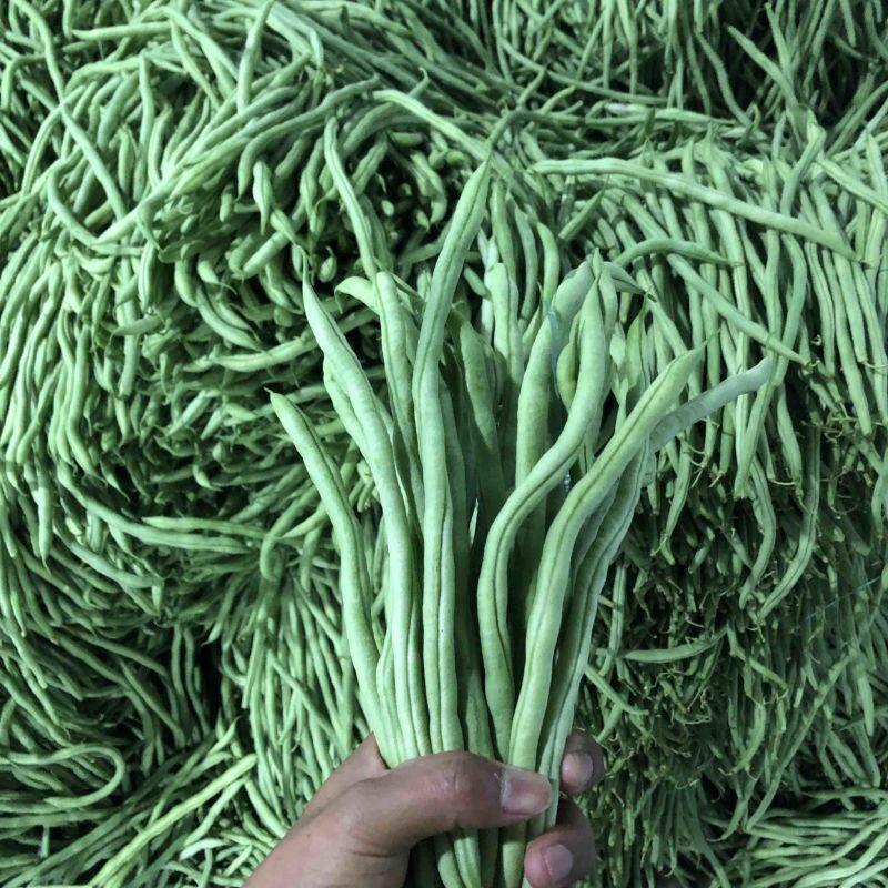 豆王，白豆