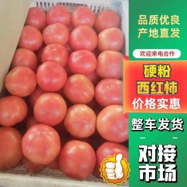 河南开封硬粉西红柿口感好，品质保证产地直发