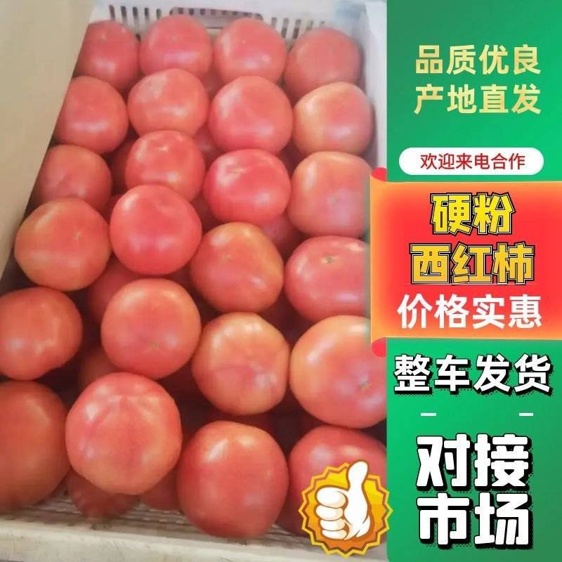 河南开封硬粉西红柿口感好，品质保证产地直发
